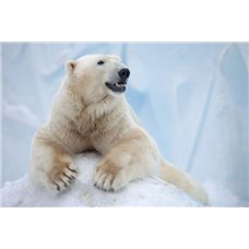 Картина на холсте по фото Модульные картины Печать портретов на холсте Белый медведь на льду - Фотообои Животные|медведи
