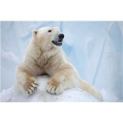 Белый медведь на льду - Фотообои Животные|медведи - Модульная картины, Репродукции, Декоративные панно, Декор стен
