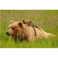 Картина на холсте по фото Модульные картины Печать портретов на холсте Медведица с медвежонком - Фотообои Животные|медведи