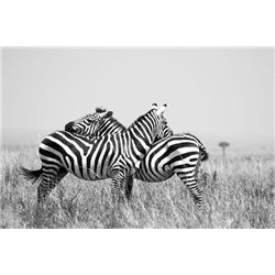 Две зебры - Фотообои Животные|зебры - Модульная картины, Репродукции, Декоративные панно, Декор стен
