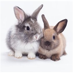 Серый и коричневый кролики - Фотообои Животные|кролики - Модульная картины, Репродукции, Декоративные панно, Декор стен