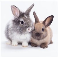 Портреты картины репродукции на заказ - Серый и коричневый кролики - Фотообои Животные|кролики
