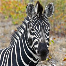 Картина на холсте по фото Модульные картины Печать портретов на холсте Зебра в национальном парке, Южная Африка - Фотообои Животные|зебры