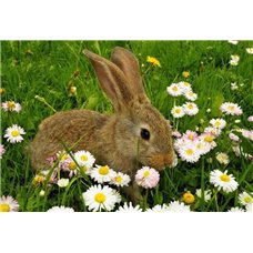 Картина на холсте по фото Модульные картины Печать портретов на холсте Кролик в цветах - Фотообои Животные|кролики