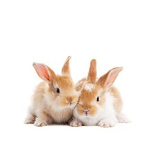 Картина на холсте по фото Модульные картины Печать портретов на холсте Рыжие кролики - Фотообои Животные|кролики