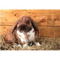 Кролик в сене - Фотообои Животные|кролики