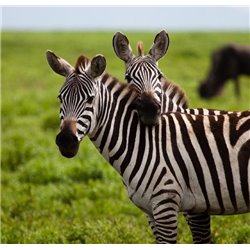 Две зебры в поле - Фотообои Животные|зебры - Модульная картины, Репродукции, Декоративные панно, Декор стен