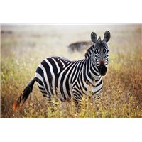 Портреты картины репродукции на заказ - Зебра в траве - Фотообои Животные|зебры