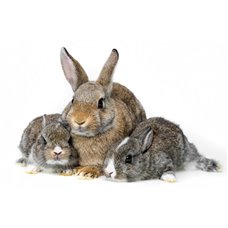 Картина на холсте по фото Модульные картины Печать портретов на холсте Семья кроликов - Фотообои Животные|кролики