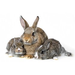 Семья кроликов - Фотообои Животные|кролики - Модульная картины, Репродукции, Декоративные панно, Декор стен