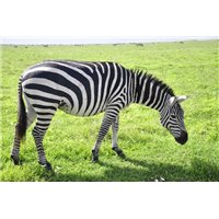 Зебра в поле - Фотообои Животные|зебры