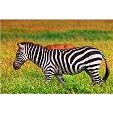 Картина на холсте по фото Модульные картины Печать портретов на холсте Зебра в национальном парке, Танзания - Фотообои Животные|зебры