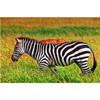 Портреты картины репродукции на заказ - Зебра в национальном парке, Танзания - Фотообои Животные|зебры