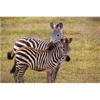 Дикие зебры - Фотообои Животные|зебры