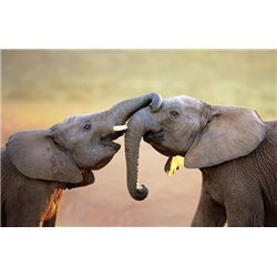 Играющиеся слоны - Фотообои Животные|слоны - Модульная картины, Репродукции, Декоративные панно, Декор стен