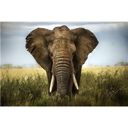 Слон в высокой траве - Фотообои Животные|слоны - Модульная картины, Репродукции, Декоративные панно, Декор стен