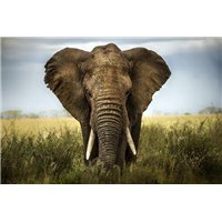 Портреты картины репродукции на заказ - Слон в высокой траве - Фотообои Животные|слоны
