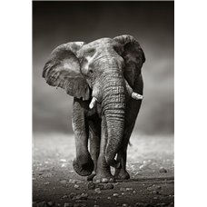 Картина на холсте по фото Модульные картины Печать портретов на холсте Идущий слон - Фотообои Животные|слоны