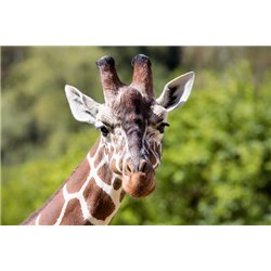 Жираф - Фотообои Животные|жирафы - Модульная картины, Репродукции, Декоративные панно, Декор стен