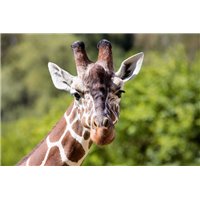 Портреты картины репродукции на заказ - Жираф - Фотообои Животные|жирафы