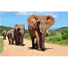 Картина на холсте по фото Модульные картины Печать портретов на холсте Слоны на дороге - Фотообои Животные|слоны
