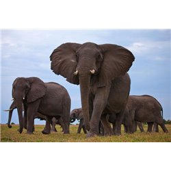 Слоны в поле - Фотообои Животные|слоны - Модульная картины, Репродукции, Декоративные панно, Декор стен
