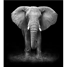 Картина на холсте по фото Модульные картины Печать портретов на холсте Слон на черном фоне - Фотообои Животные|слоны