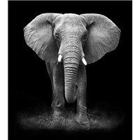Портреты картины репродукции на заказ - Слон на черном фоне - Фотообои Животные|слоны