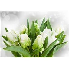 Картина на холсте по фото Модульные картины Печать портретов на холсте Букет зеленых тюльпанов - Фотообои цветы|тюльпаны