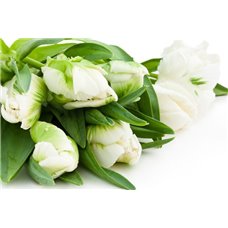 Картина на холсте по фото Модульные картины Печать портретов на холсте Белые с зелеными тюльпанами - Фотообои цветы|тюльпаны