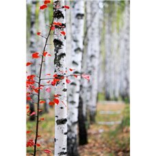 Картина на холсте по фото Модульные картины Печать портретов на холсте Березы осенью - Фотообои природа|деревья и травы