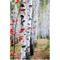 Портреты картины репродукции на заказ - Березы осенью - Фотообои природа|деревья и травы