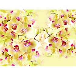 Желтые орхидеи - Фотообои цветы - Модульная картины, Репродукции, Декоративные панно, Декор стен