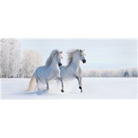 Портреты картины репродукции на заказ - Пара белых лошадей - Фотообои Животные|лошади