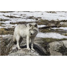 Картина на холсте по фото Модульные картины Печать портретов на холсте Молодой охотник - Фотообои Животные|волки