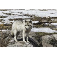 Молодой охотник - Фотообои Животные|волки