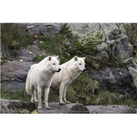 Красивая пара - Фотообои Животные|волки
