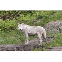 Мокрый волк - Фотообои Животные|волки
