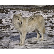Картина на холсте по фото Модульные картины Печать портретов на холсте Серый волк - Фотообои Животные|волки