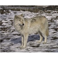 Серый волк - Фотообои Животные|волки