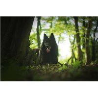 Волк у дерева - Фотообои Животные|волки