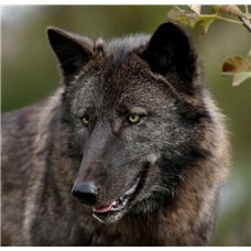 Картина на холсте по фото Модульные картины Печать портретов на холсте Черный волк - Фотообои Животные|волки