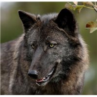 Портреты картины репродукции на заказ - Черный волк - Фотообои Животные|волки