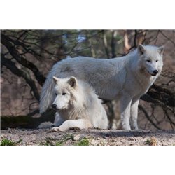 Белая пара - Фотообои Животные|волки - Модульная картины, Репродукции, Декоративные панно, Декор стен