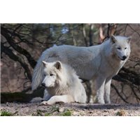 Портреты картины репродукции на заказ - Белая пара - Фотообои Животные|волки