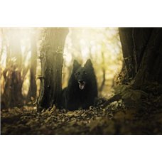 Картина на холсте по фото Модульные картины Печать портретов на холсте Черный волк в лесу - Фотообои Животные|волки