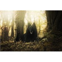 Портреты картины репродукции на заказ - Черный волк в лесу - Фотообои Животные|волки