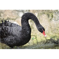 Черный лебедь - Фотообои Животные|лебеди - Модульная картины, Репродукции, Декоративные панно, Декор стен