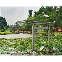 Лотусы - Фотообои Японские и просто сады