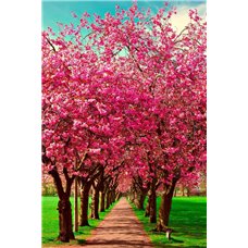 Картина на холсте по фото Модульные картины Печать портретов на холсте Розовая аллея - Фотообои Японские и просто сады